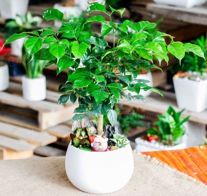 Trong phong thủy, cây hạnh phúc được cho là mang lại năng lượng tích cực, là biểu tượng của niềm tin và hy vọng.