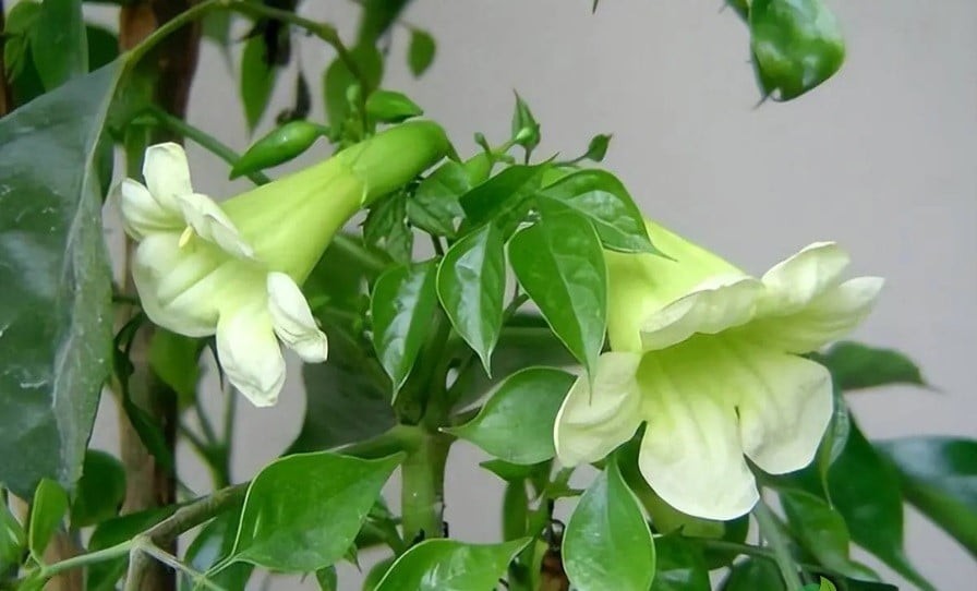 Cây hạnh phúc ra hoa mang đến điềm may mắn và tài lộc 