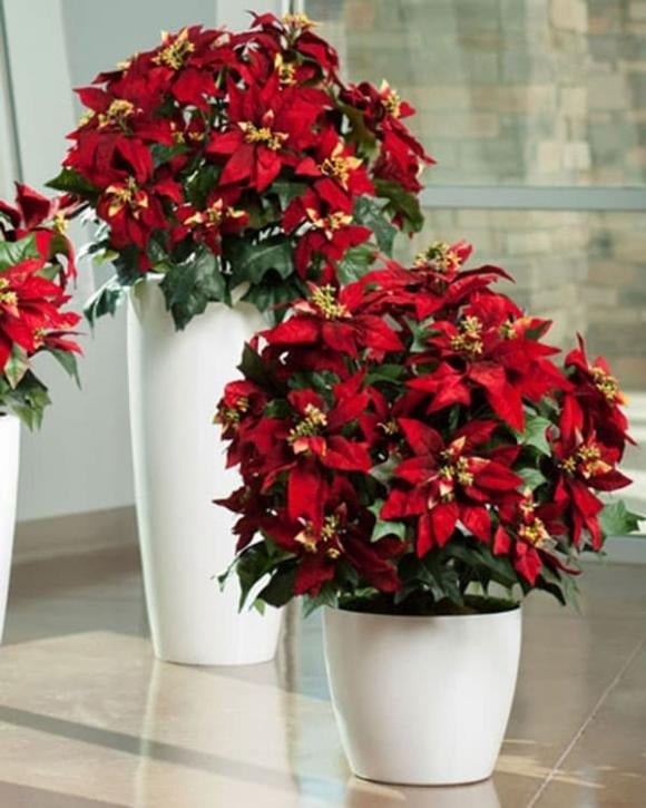 Hoa trạng nguyên nổi bật với sắc đỏ rực rỡ, tượng trưng cho sự thành công, may mắn và thuận lợi trên con đường học tập, thi cử.