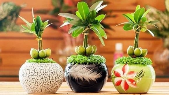 Cây may mắn tài lộc có nguồn gốc từ Ấn Độ, thường được trồng theo cụm từ 3 đến 5 cây trong cùng một chậu, với tán lá vươn cao, hướng lên trên.