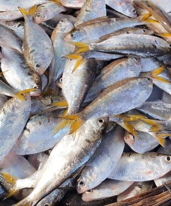 Theo bảng giá trị dinh dưỡng, 100g cá mòi ăn cả xương có thể cung cấp khoảng 380–500 mg canxi.