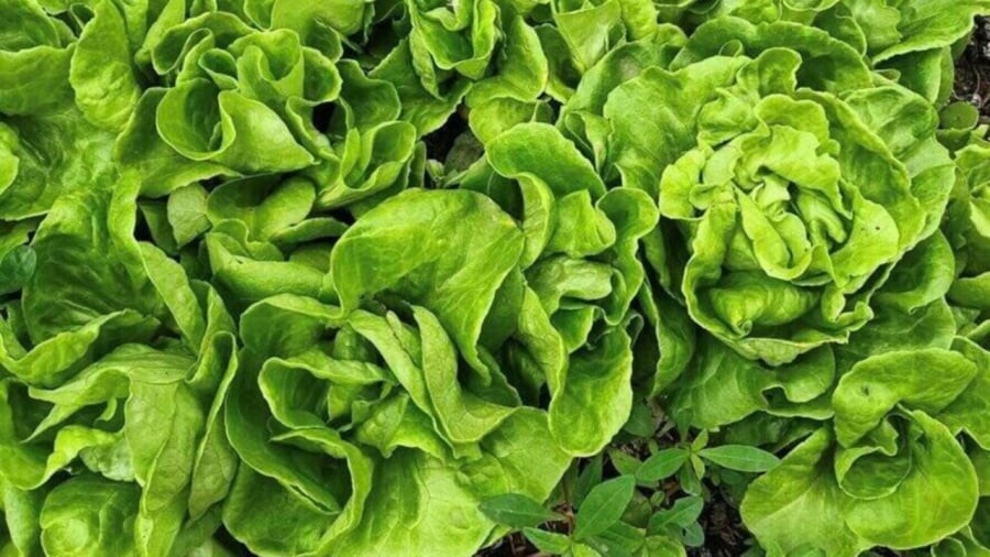 5 người nên hạn chế ăn rau xà lách