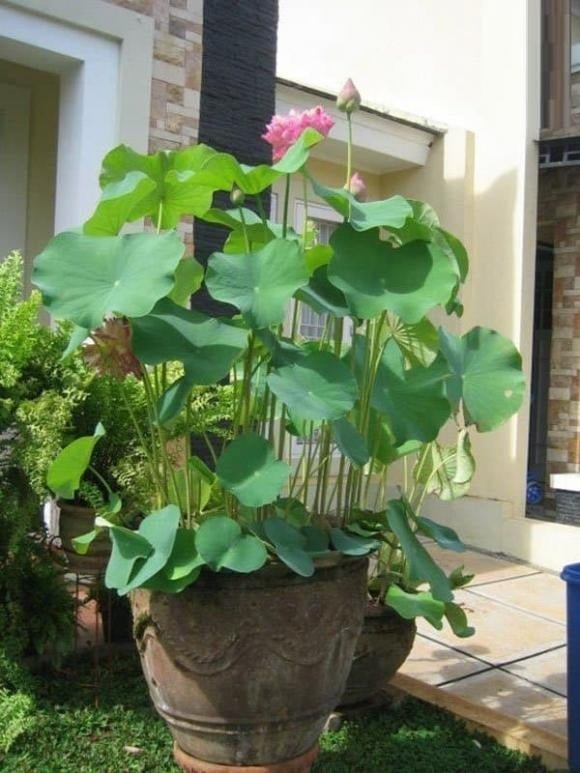 Không phải ngẫu nhiên hoa sen được xem là quốc hoa của Việt Nam và trở thành biểu tượng văn hóa ở nhiều quốc gia. 