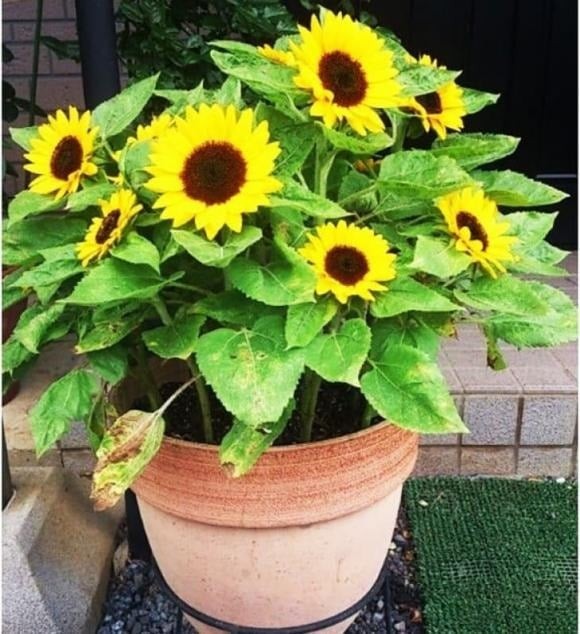 Hoa hướng dương được ví như loài hoa mang năng lượng của mặt trời với sắc vàng rực rỡ và đặc tính luôn hướng về ánh sáng, không ngừng vươn lên.

