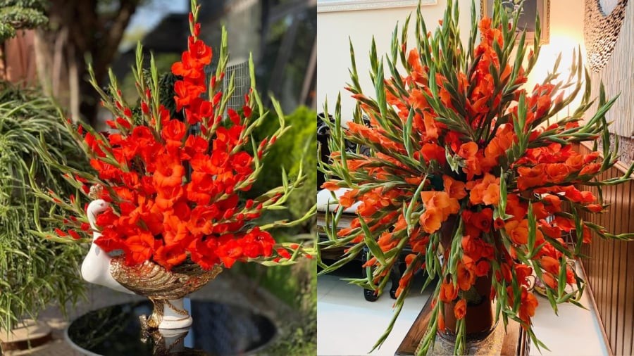 Khi cắm hoa lay ơn chơi Tết, bạn có thể áp dụng các mẹo nhỏ giúp hoa tươi lâu ở dưới đây.