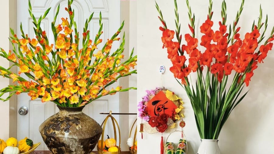 Bạn nên cắm hoa lay ơn trong xô nước khoảng 4-5 tiếng cho hoa ngậm no nước rồi mới cắm vào bình.