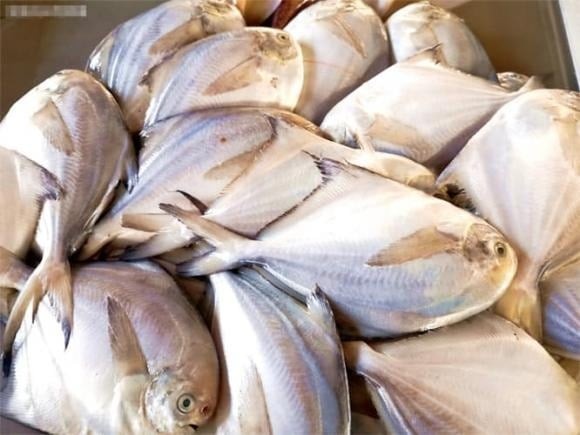 Cá chim bạc có thân hình tròn, dày mình, màu bạc sáng. 