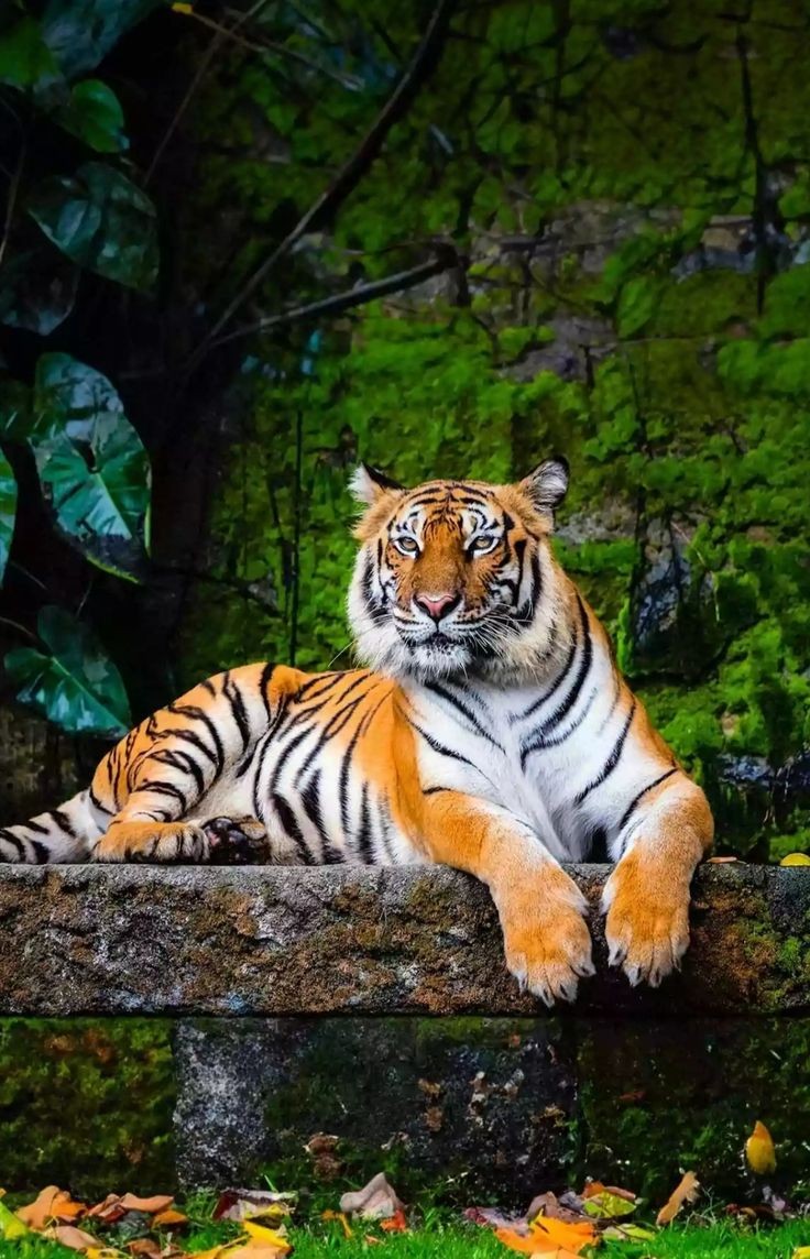 Tuổi Dần thường trải qua khó khăn rồi mới tới cơ hội giàu sang