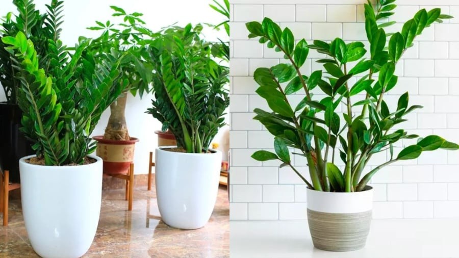 Cây kim tiền là một trong những loại cây mang năng lượng Mộc, thích hợp để trồng trong năm Bính Ngọ 2026.