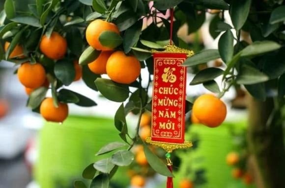 Cây quất (tắc) là loại cây quen thuộc trong nhiều gia đình mỗi dịp Tết đến. 