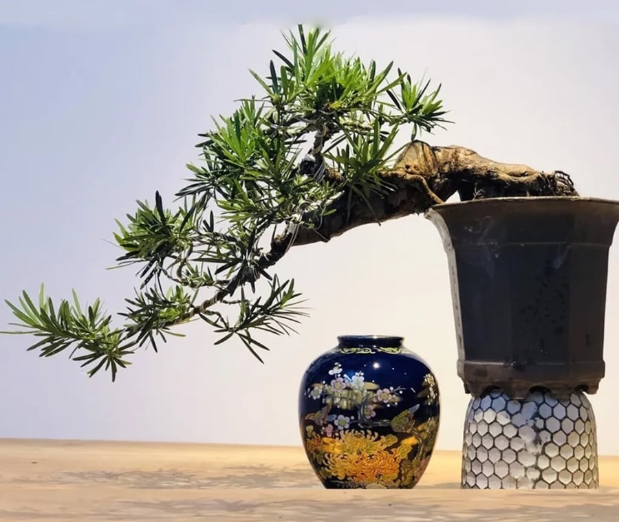 Cây tùng bồng lai – Quý nhân phù trợ