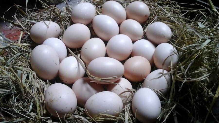 5 người dù thích cũng không nên ăn trứng