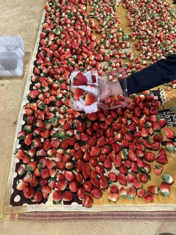 Theo CNBC, dâu tây và rau bina (cải bó xôi) tiếp tục đứng đầu bảng xếp hạng các loại nông sản có nguy cơ tồn dư thuốc trừ sâu cao nhất trong năm nay. 