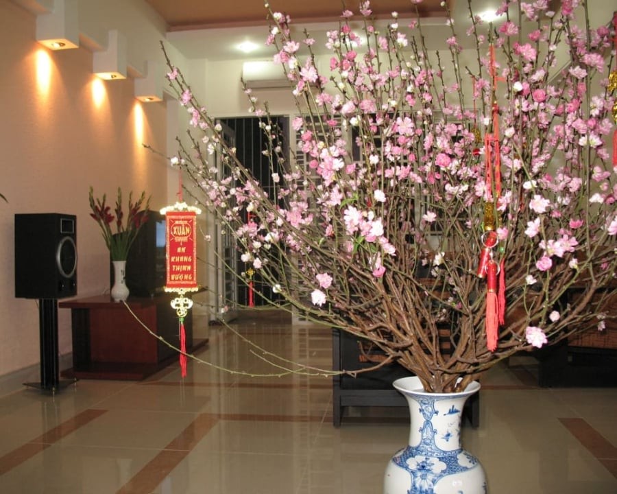 Hoa đào là loại hoa truyền thống vào dịp Tết của người miền Bắc