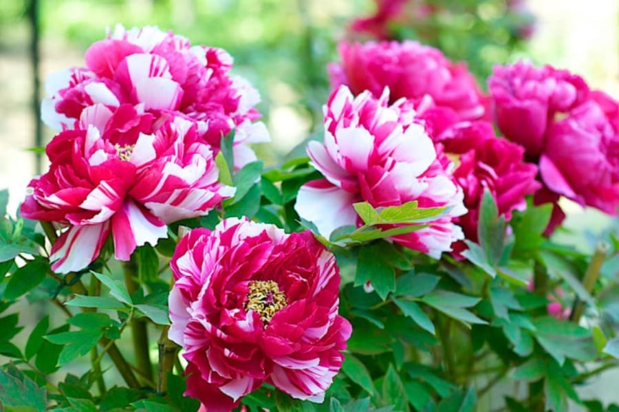 Hoa mẫu đơn được mệnh danh là vua của các loài hoa, loài hoa của phú quý. 