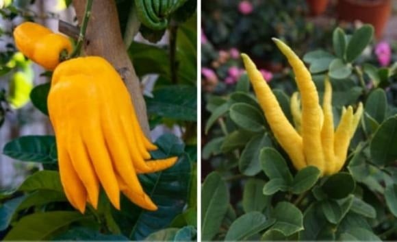 Hiện nay có hai giống phật thủ phổ biến: hoa trắng tím và hoa xanh.