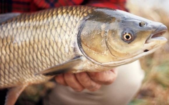 Bổ sung protein chất lượng cao: Cá trắm cỏ cung cấp lượng protein dồi dào cùng các axit amin thiết yếu, giúp duy trì khối cơ và hỗ trợ phục hồi thể lực. 