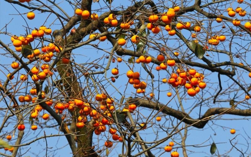 Trồng cây hồng trong sân nhà với mong muốn cuộc sống hạnh phúc, con cháu làm ăn phát đạt.