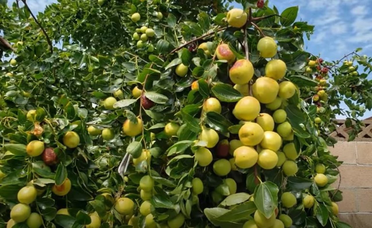 Cây táo tàu có thể mang lại sự giàu có cho mọi người.