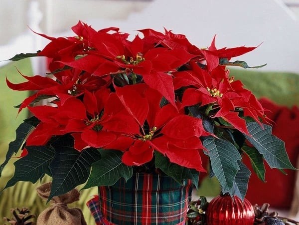 Cây trạng nguyên nổi bật với sắc đỏ tượng trưng cho may mắn và thành công.