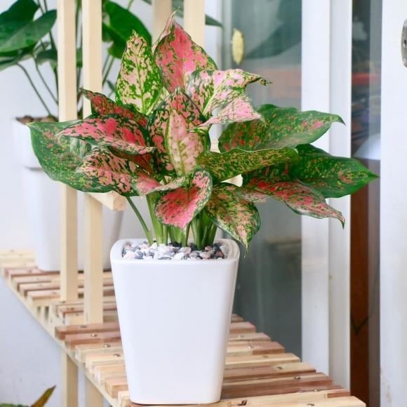 Cây phát tài có thân thẳng, dáng vươn cao như tre nhỏ, biểu trưng cho ý chí tiến lên và sự bền bỉ của gia chủ.