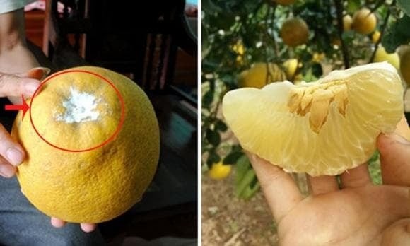 Tiếp theo, dùng nước vôi đã hòa tan bôi lên phần cuống để hạn chế nấm mốc xâm nhập. 