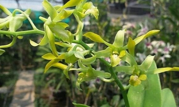 Dù có hương thơm dịu nhẹ, lan móng rồng vẫn ít được chọn để bày trên bàn thờ. 