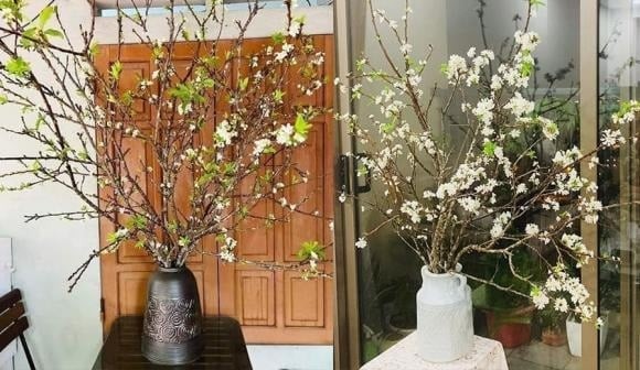 Những cành càng già, thân sần sùi, phủ rêu mốc xanh và chi chít mắt hoa thường có giá cao hơn vì khi nở sẽ rất dày và đẹp. 