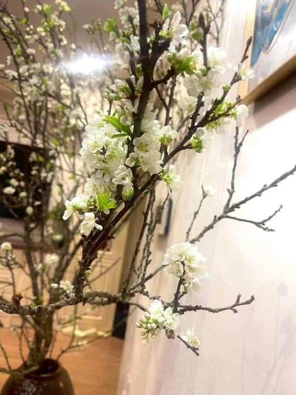 Hoa lê có hai loại phổ biến: lê xanh và lê mắc cọp (lê nâu).