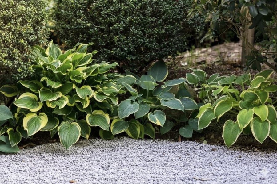 Hosta phát triển tốt ở nơi bán râm, giúp lấp đầy những vị trí khó trồng trong sân vườn.