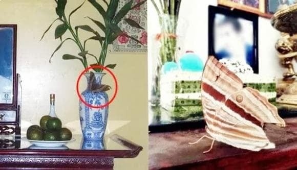 Nhiều gia đình đặt trên bàn thờ những loại cây phong thủy như phát lộc với mong muốn cầu may. 