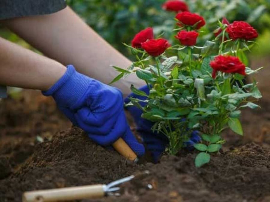 Trồng cây trồng hoa đầu năm khai xuân mang tới nhiều phúc khí