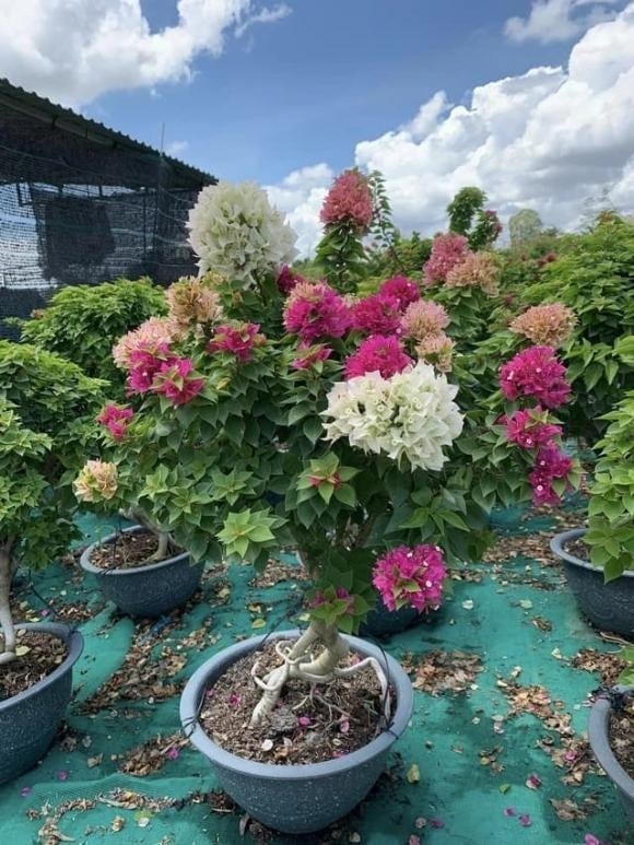 Có nguồn gốc từ Brazil, giống này thường leo cao trên cổng hoặc tường nhà.