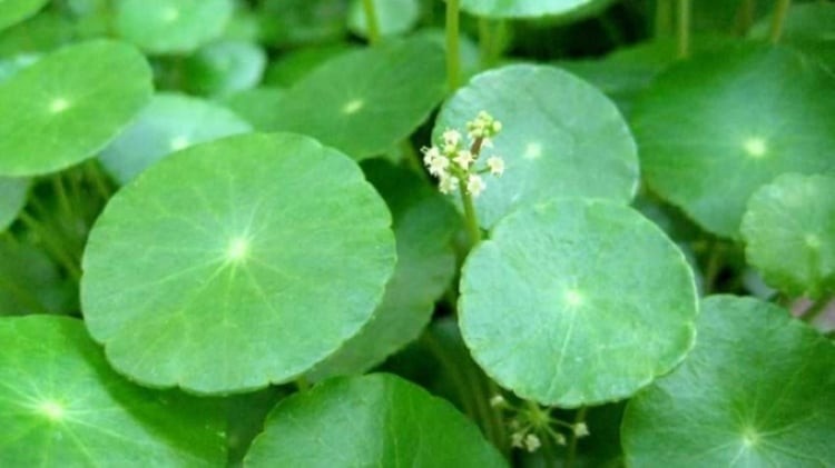 Cỏ đồng tiền rất dễ sống và có sức sống bền bỉ dù thời tiết có khắc nghiệt đến đâu. Cây có thể sống trong cả môi trường đất, môi trường thủy sinh, thiếu sáng hay ngập nước.  