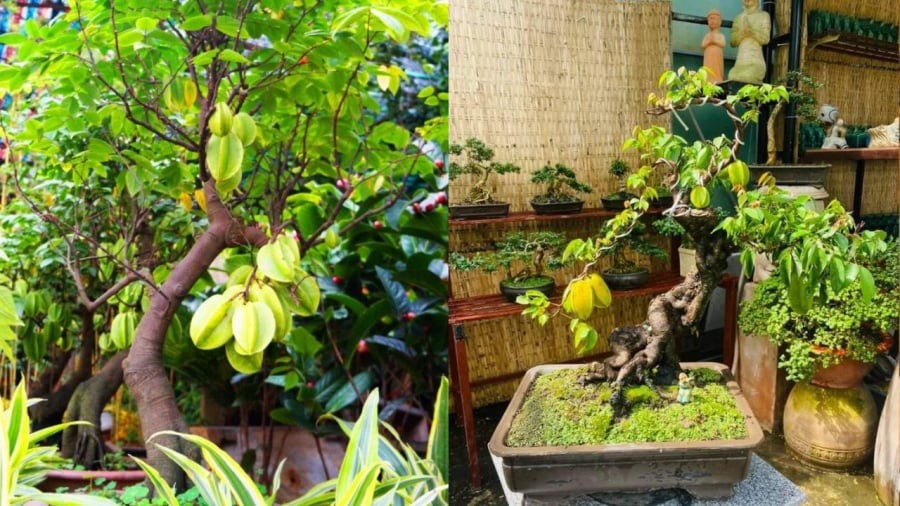 Người mệnh Mộc và mệnh Hỏa có thể trồng cây khế để thu hút tài lộc.