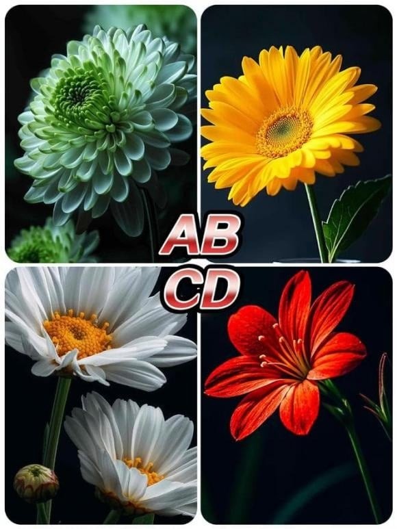 Hãy chọn 1 bông hoa nhé!