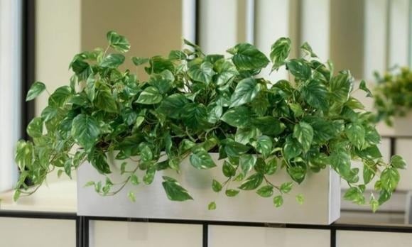 Trầu bà (Epipremnum aureum) được nhiều người ví như “máy lọc không khí tự nhiên” nhờ khả năng hấp thụ các chất độc hại như formaldehyde, benzen – thường phát sinh từ nội thất, sơn tường hay khói thuốc.