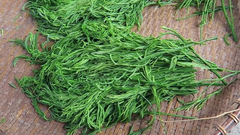 Rau thối – đặc sản rừng Tây Bắc vào mùa tháng 3, 4.