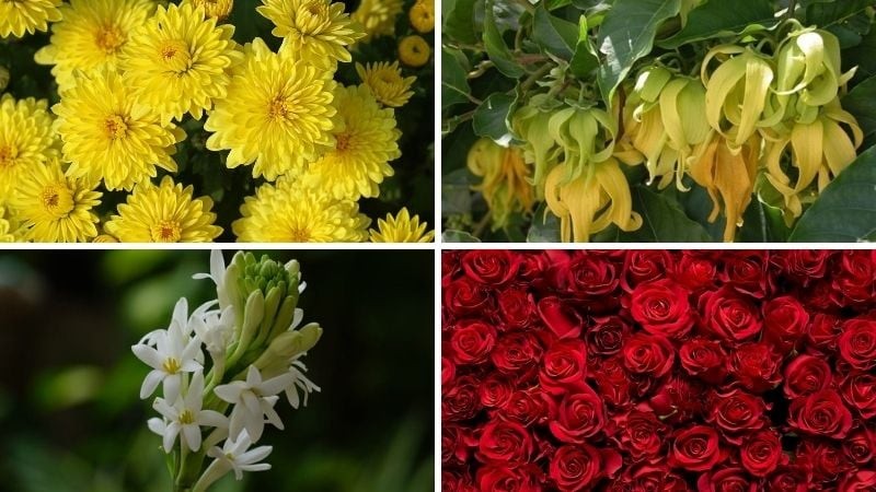 Các loại hoa cúng Rắm tháng Giêng