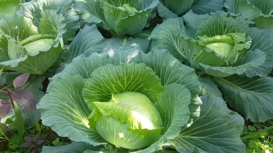 Rau bắp cải rất tốt nhưng đại kỵ với 5 nhóm người này