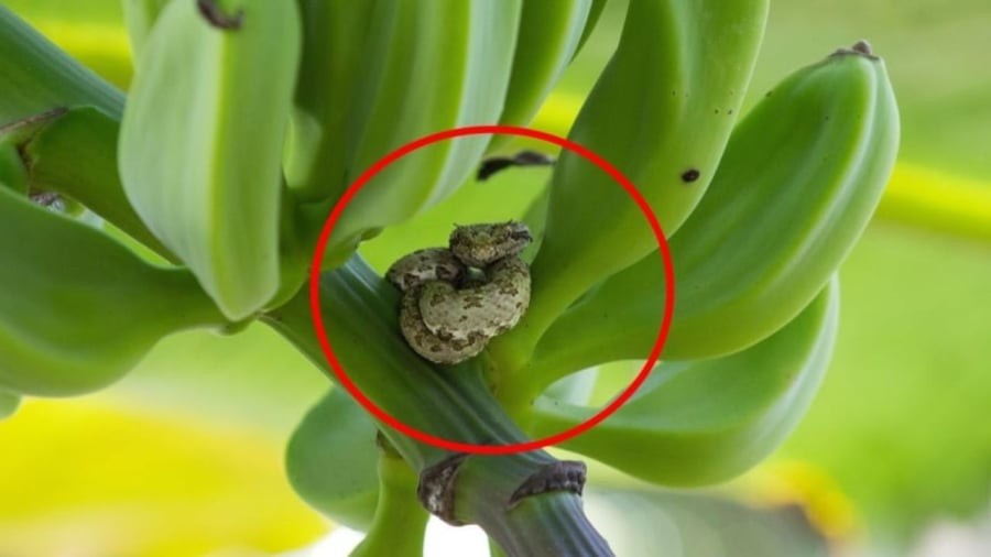 Rắn có thể tìm đến khu vực trồng chuối để trú ẩn và săn mồi.