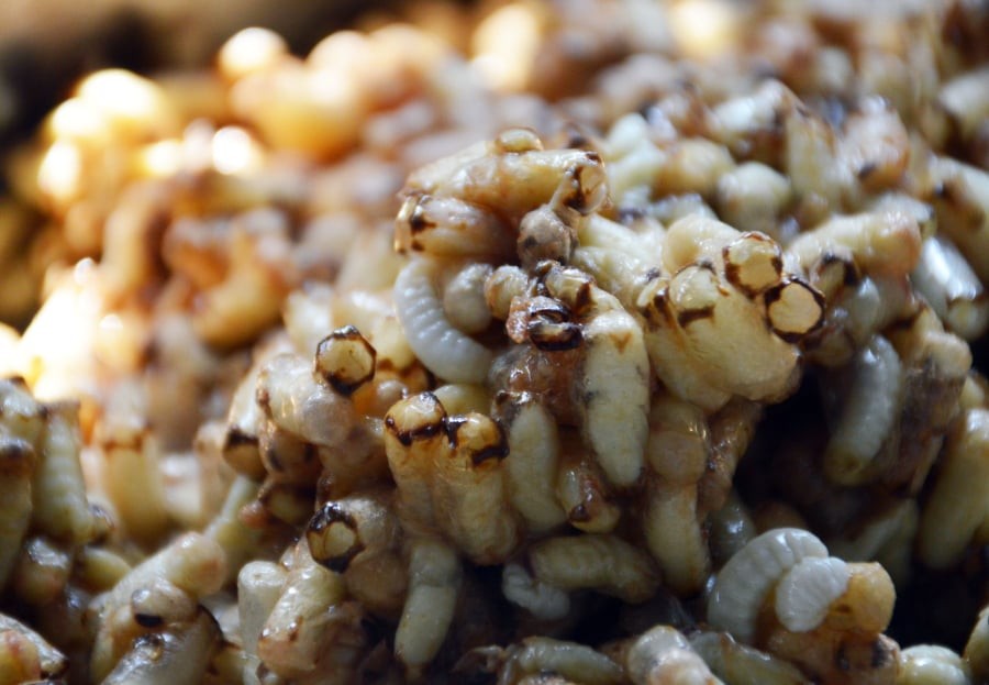 Tổ ong rừng U Minh với lớp nhộng béo ngậy – nguyên liệu tạo nên đặc sản trứ danh Cà Mau.