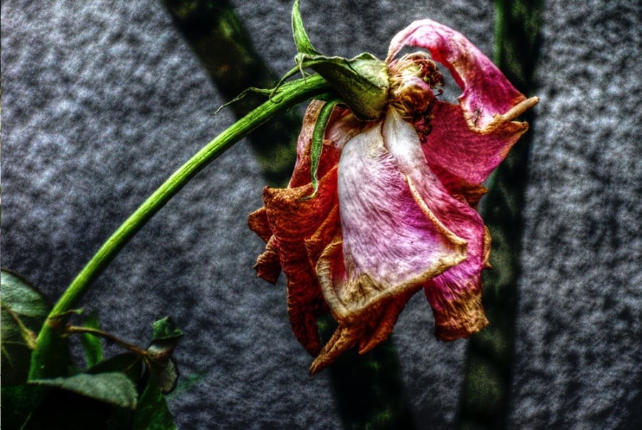 Hoa quả, lễ vật đã héo úa hoặc hư hỏng

