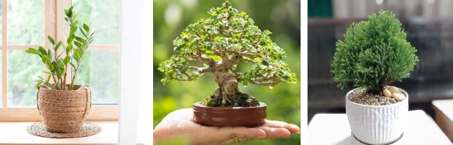 Chọn 1 loại cây nhé!