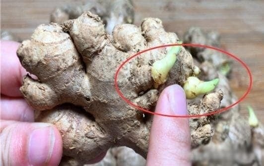 Khi gừng mọc mầm, thành phần dinh dưỡng đã có sự thay đổi, không còn giữ nguyên như ban đầu. 