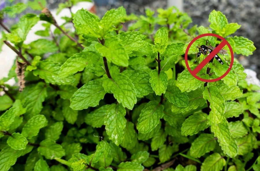 Húng quế không chỉ là loại rau thơm phổ biến mà còn có mùi hương khiến muỗi khó chịu. Tinh dầu tự nhiên trong lá húng quế có tác dụng làm rối loạn khả năng định hướng của muỗi, khiến chúng tránh xa khu vực có mùi này.