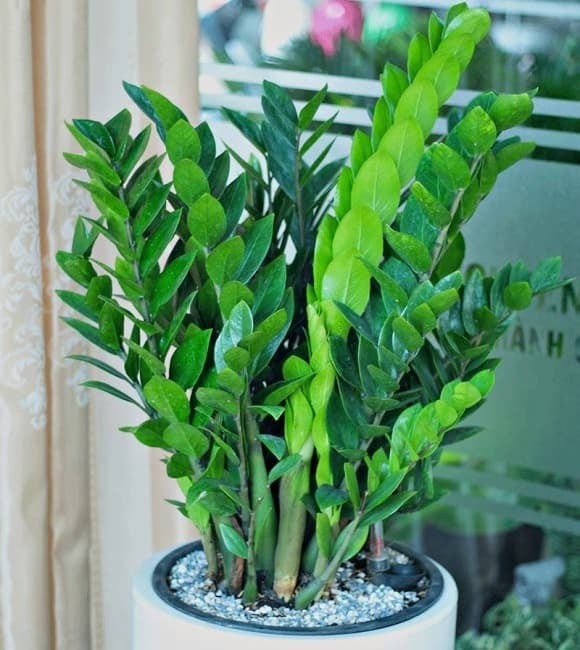 Cây kim tiền (còn gọi là cây phát tài) từ lâu đã được xem là lựa chọn “quốc dân” trong phong thủy phòng khách. 