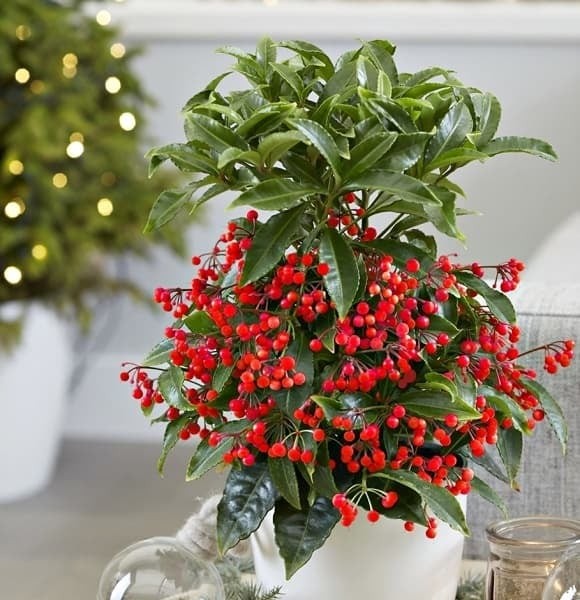 Kim ngân nổi bật với thân xoắn mềm mại, tán lá xanh mướt, tượng trưng cho sự khéo léo, bền bỉ và khả năng tích lũy của cải. 