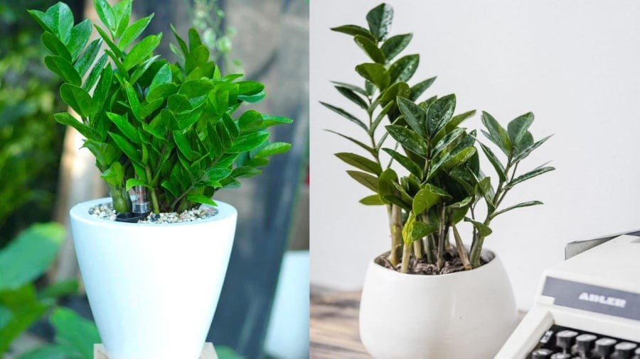 Gia chủ có thể đặt cây kim tiền ở phòng khách, vừa để trang trí, vừa mang ý nghĩa tốt trong phong thủy.