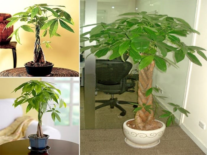 Cây kim ngân tượng trưng cho tiền bạc và tài lộc, giúp mang lại tiền tài, sự giàu có, thịnh vượng cho gia chủ.